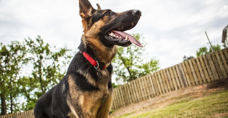 wireless dog fence for small dogs