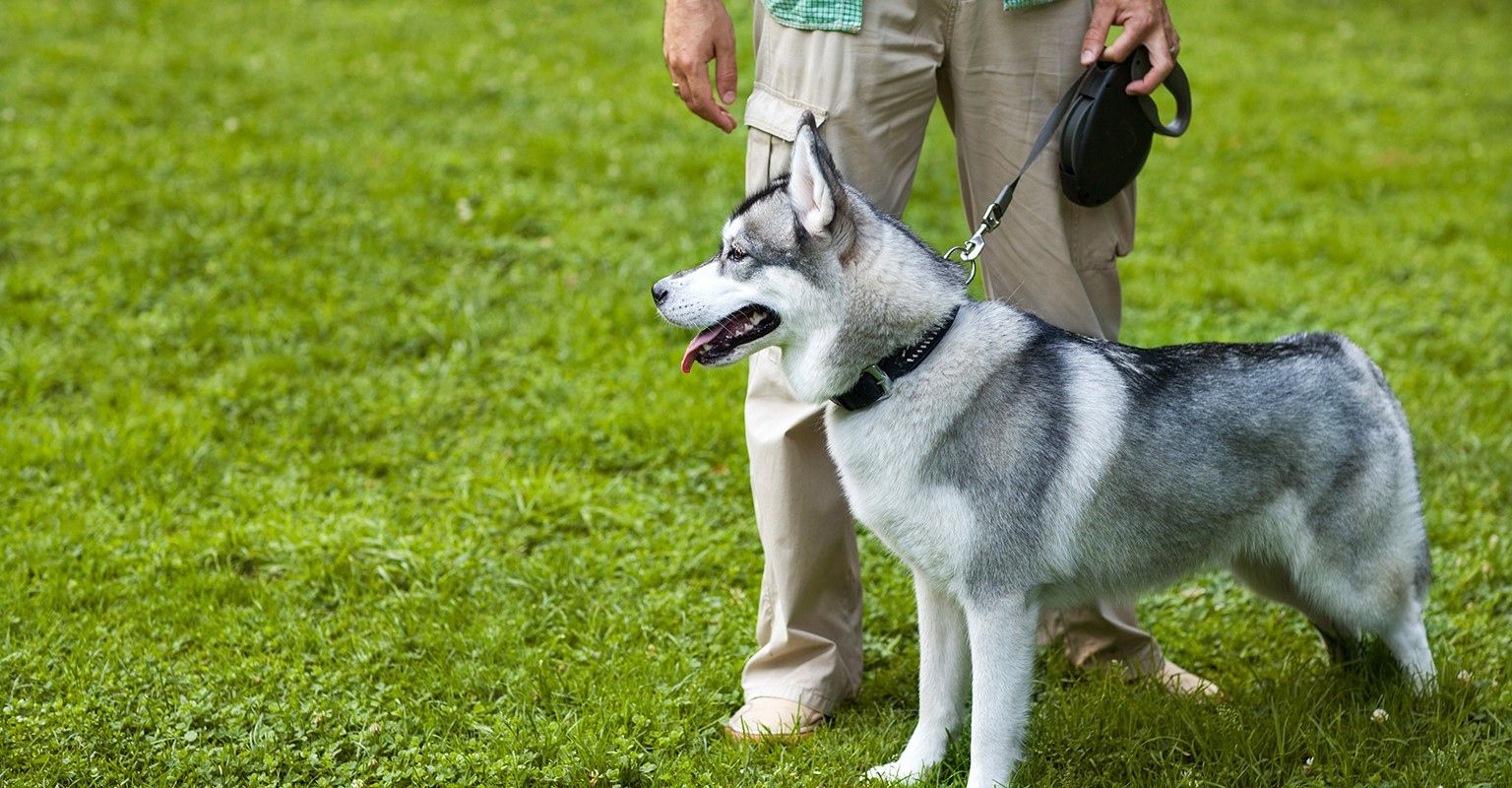 how much does a electric dog fence cost