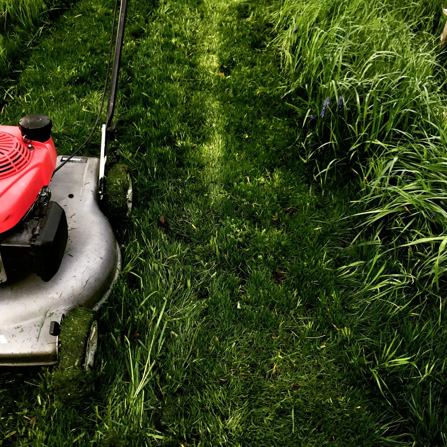 local lawn mowing services